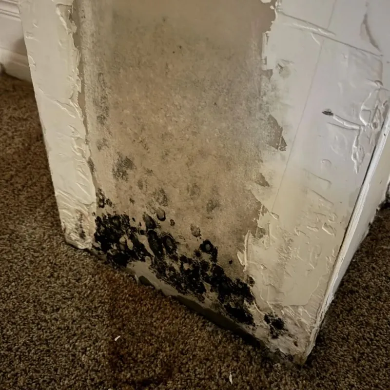 Professional Mold Removal in Franklin, VA